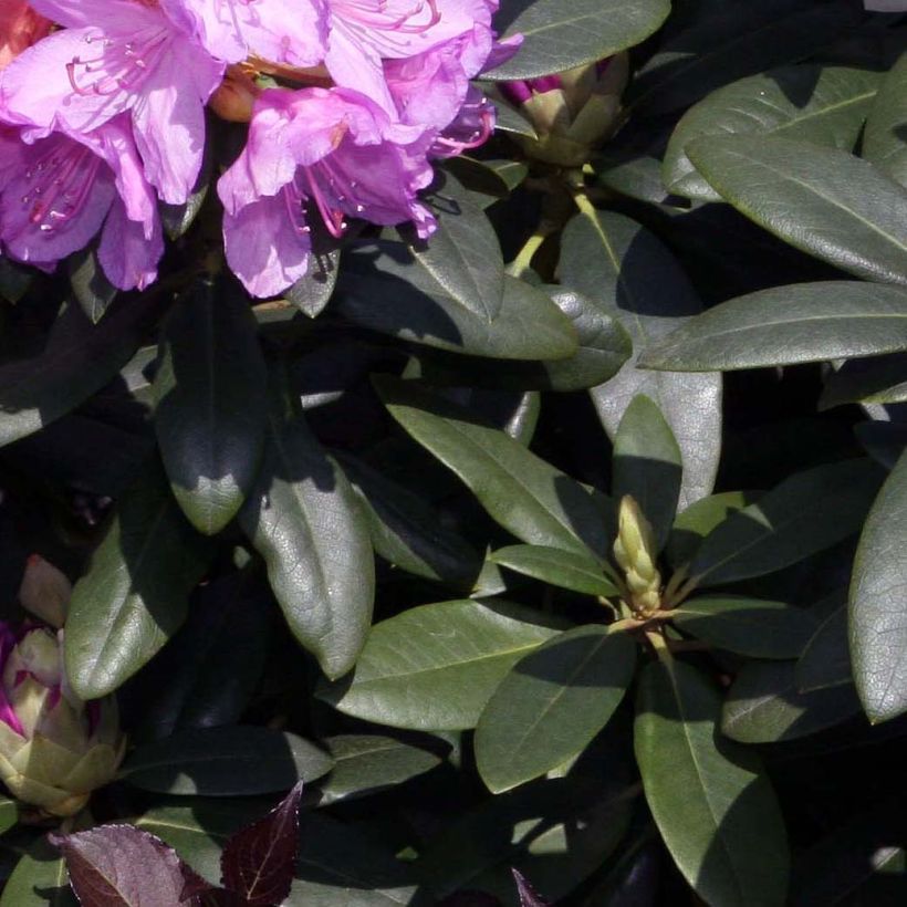 Rhododendron catawbiense Grandiflorum - Large-flowered rhododendron (Foliage)