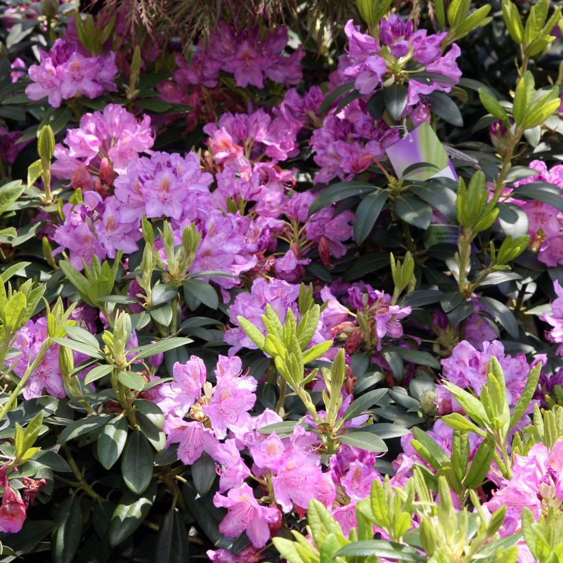 Rhododendron catawbiense Grandiflorum - Large-flowered rhododendron (Flowering)