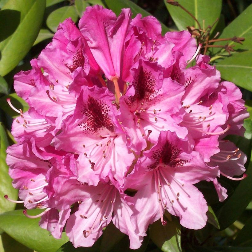 Rhododendron Cosmopolitan (Flowering)