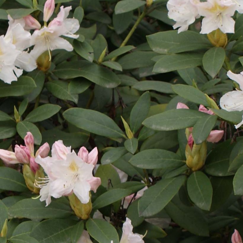 Rhododendron Cunninghams White (Foliage)