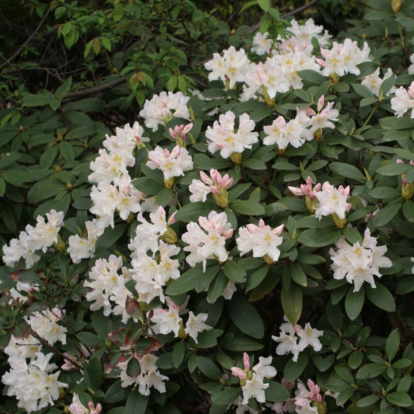 Rhododendron Cunninghams White (Flowering)