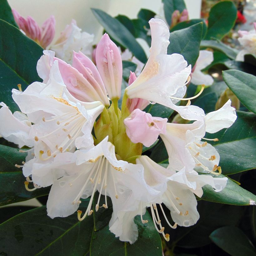 Rhododendron Cunninghams White (Flowering)
