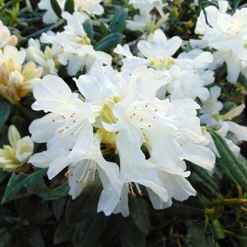 Rhododendron Dora Amateis (Flowering)
