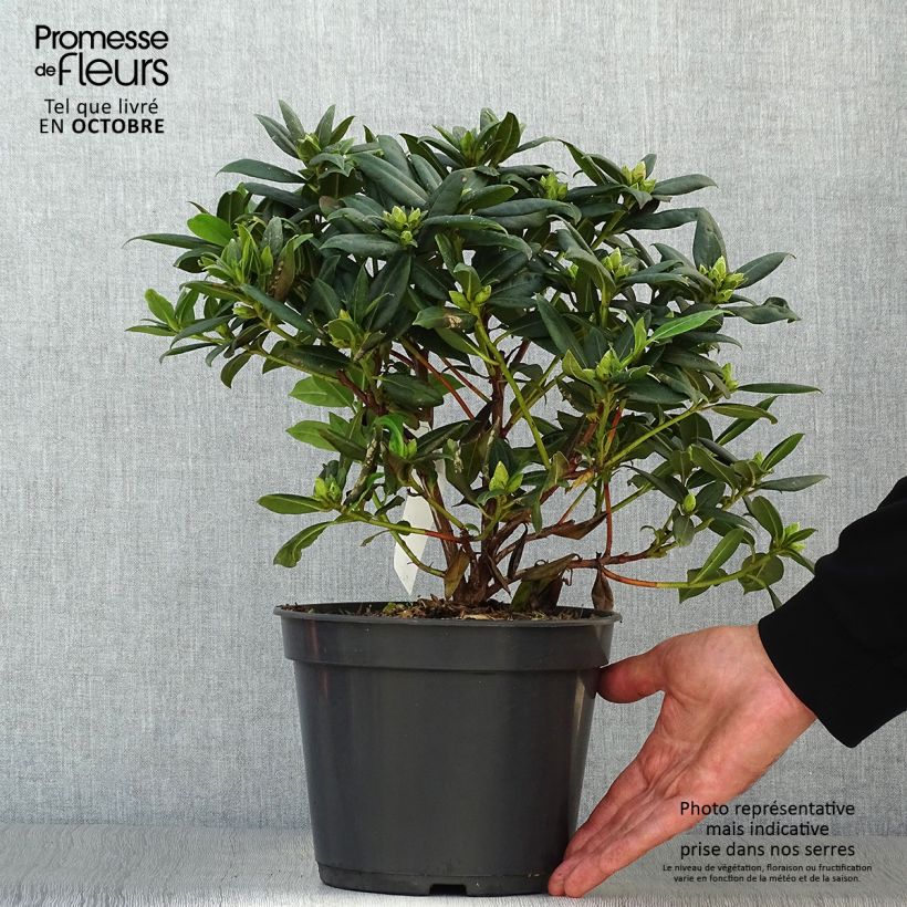 Rhododendron Dora Amateis - Rhododendron nain Pot de 3L/4L sample as delivered in autumn