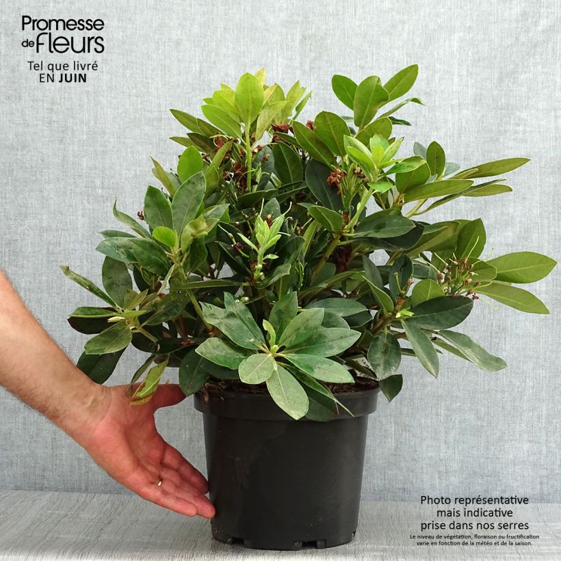 Rhododendron yakushimanum Dream Land 3L/4L pot 20/30cm sample as delivered in summer