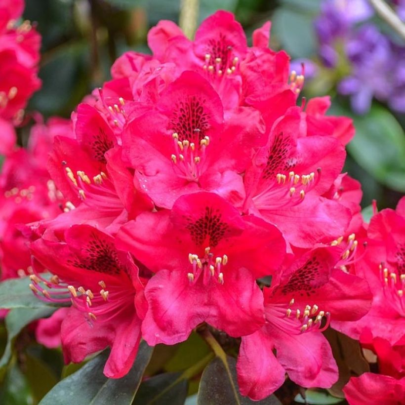 Rhododendron Elizabeth (Flowering)