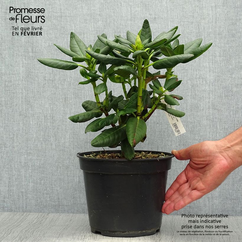 Rhododendron Gedser Gold 4L/5L pot sample as delivered in autumn