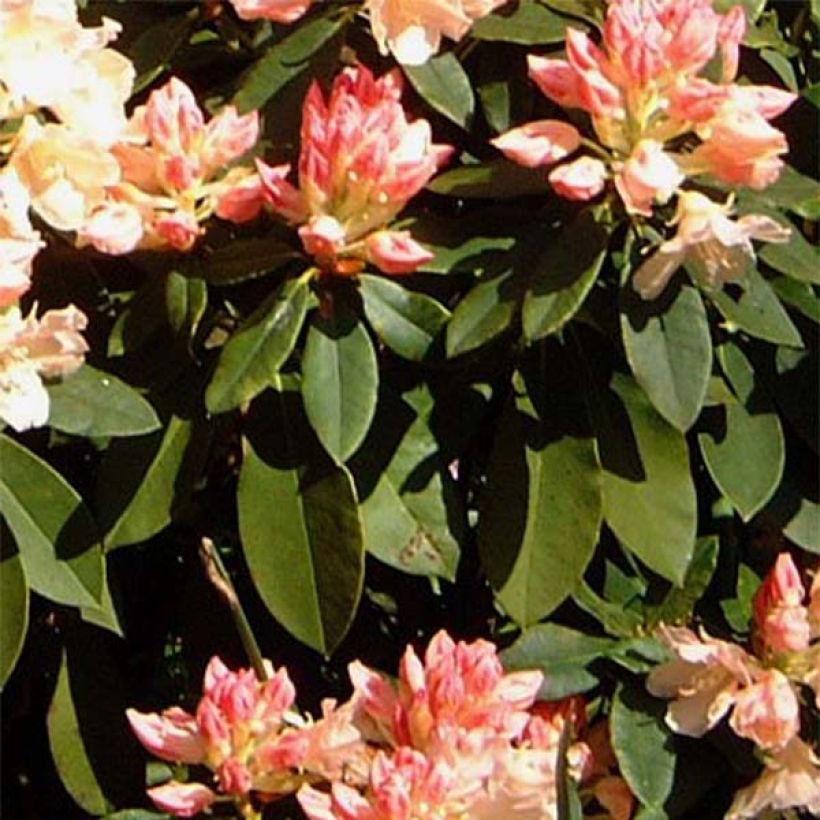 Rhododendron x yakushimanum Golden Torch (Foliage)