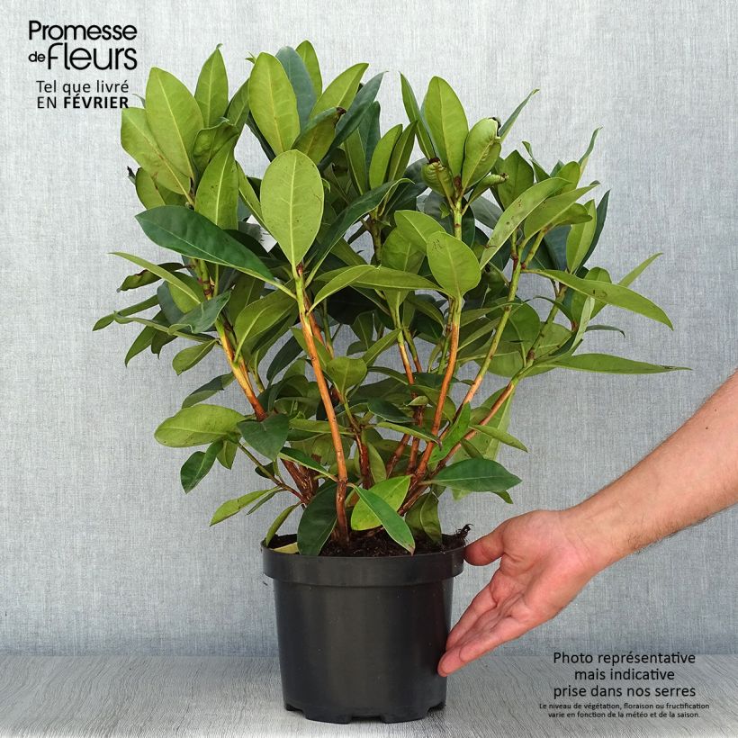 Rhododendron Gomer Waterer en pot de 4L/5L sample as delivered in autumn