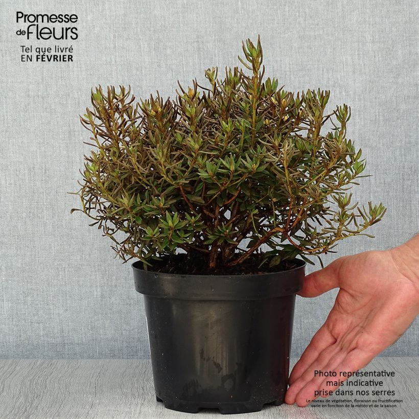 Rhododendron Gristede Pot de 2L/3L sample as delivered in autumn