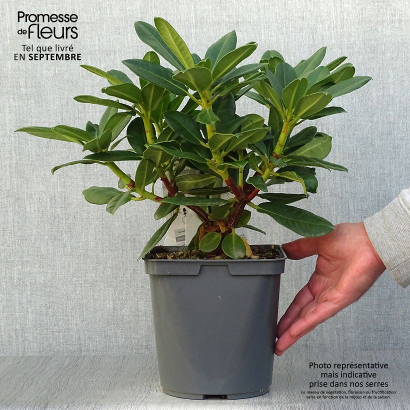 Rhododendron Horizon Monarch - Grand Rhododendron Pot de 4L/5L sample as delivered in autumn