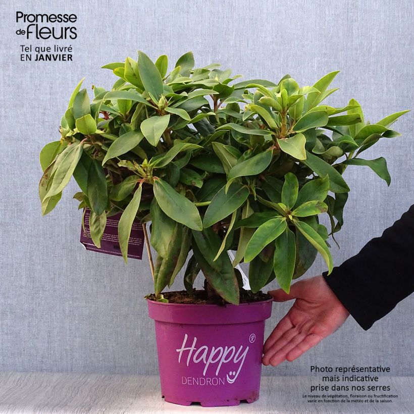 Rhododendron Inkarho Happydendron Pushy Purple Pot de 4L/5L sample as delivered in winter