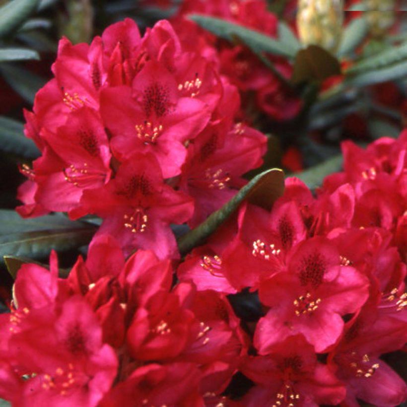 Rhododendron INKARHO Nova Zembla (Flowering)