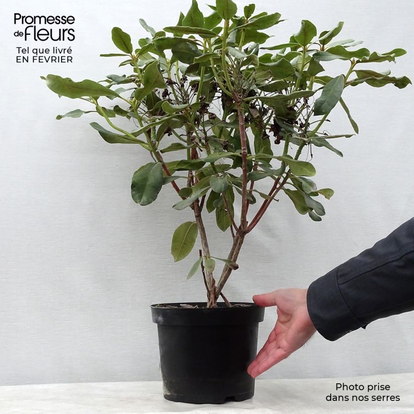 Rhododendron Inkarho  Nova Zembla Pot de 4L/5L sample as delivered in winter