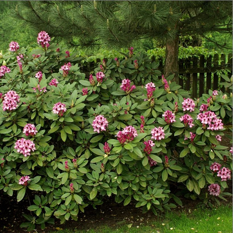 Rhododendron ponticum Kokardia (Plant habit)