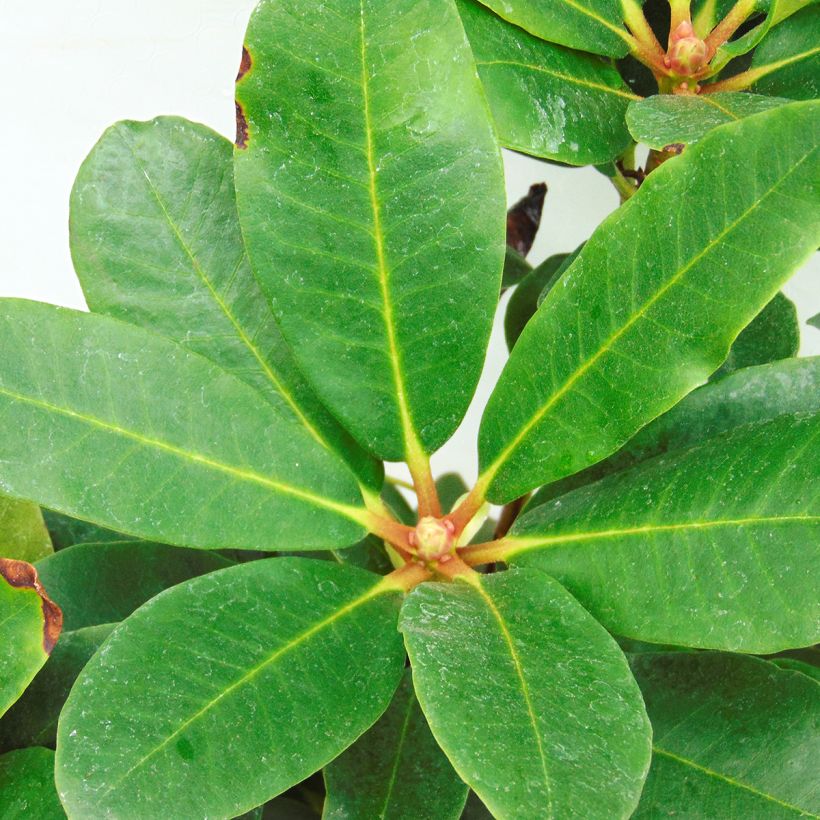 Rhododendron Lems Monarch (Foliage)