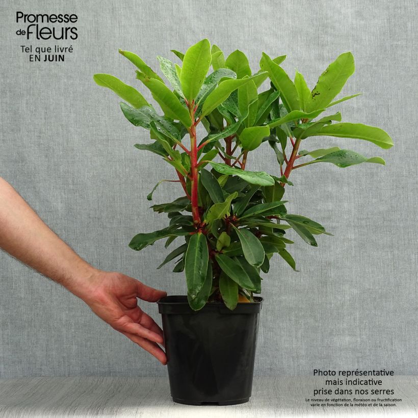 Rhododendron Lems Monarch 4L/5L pot sample as delivered in summer