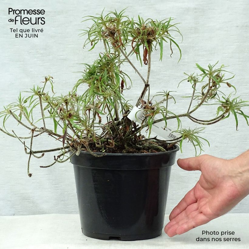 Rhododendron Linearifolium - Dwarf Rhododendron 4L/5L pot 30/40cm sample as delivered in summer
