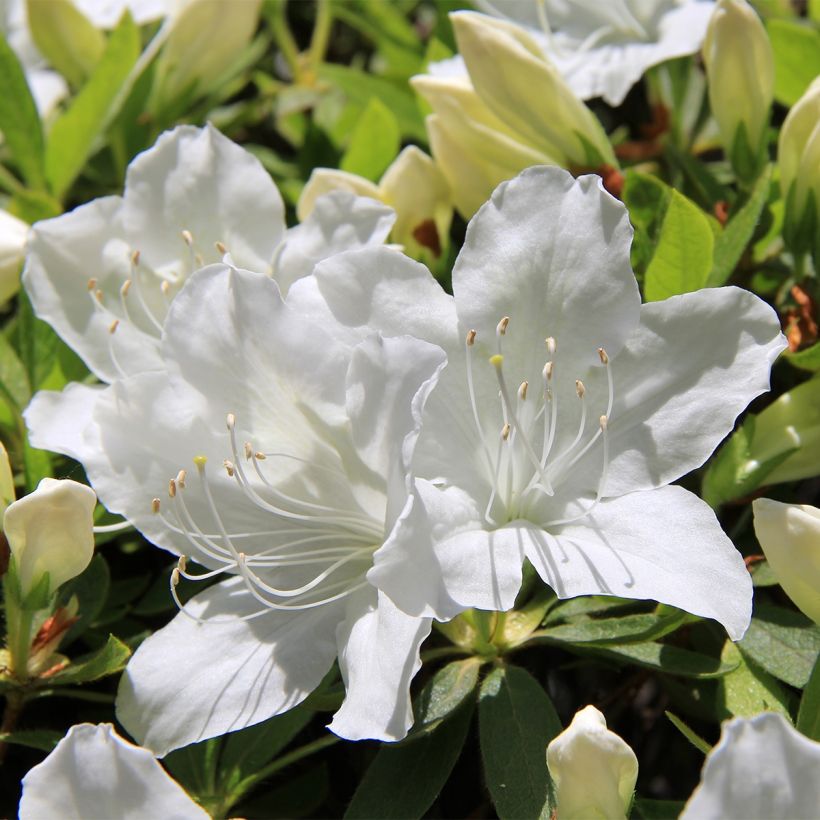 Azalea japonica Luzi (Flowering)