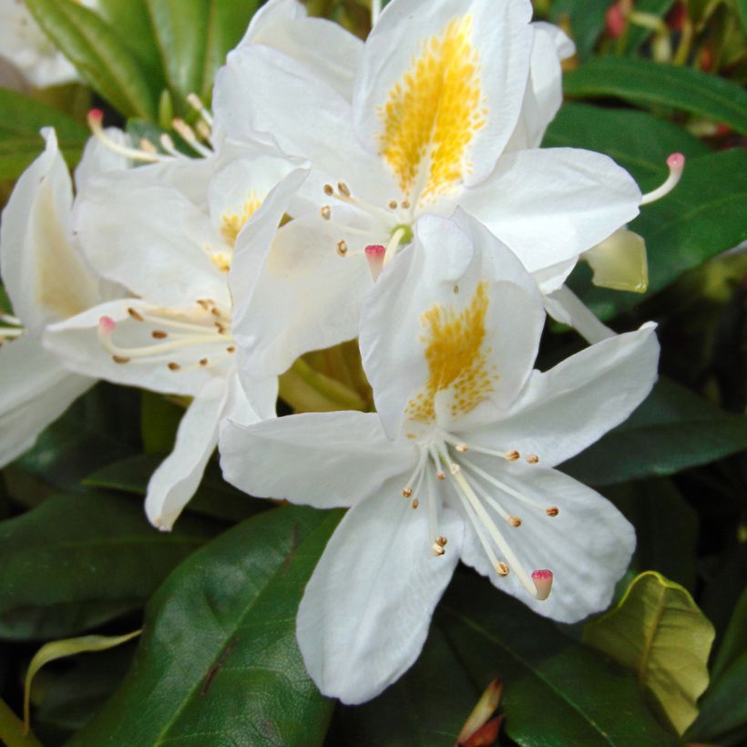 Rhododendron Madame Masson (Flowering)