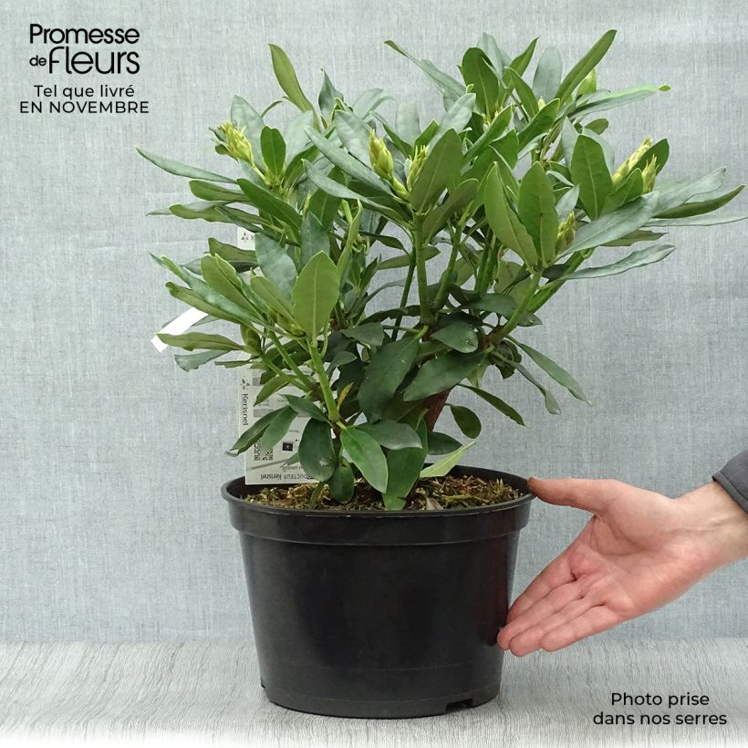 Rhododendron Madame Masson - Grand Rhododendron Pot de 4L/5L sample as delivered in autumn