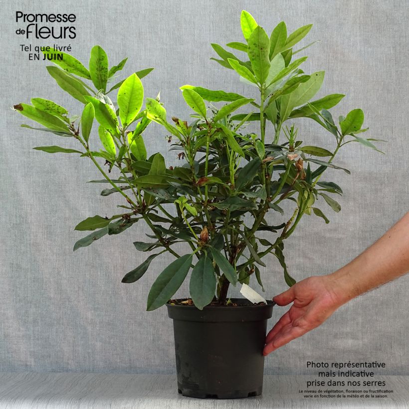 Rhododendron Madame Masson 4L/5L pot sample as delivered in summer