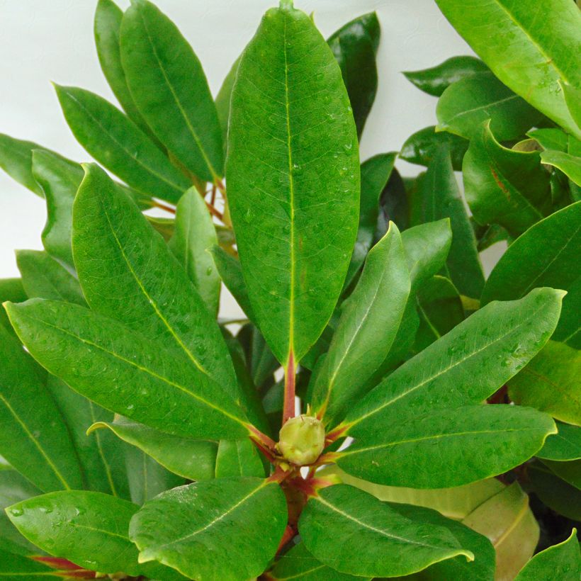 Rhododendron Monsieur Marcel Ménard (Foliage)