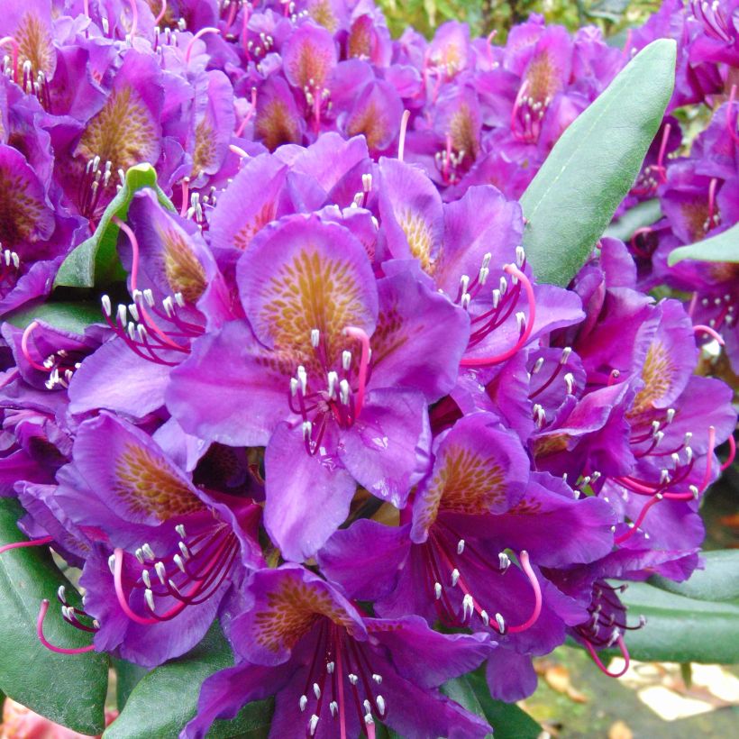 Rhododendron Monsieur Marcel Ménard (Flowering)