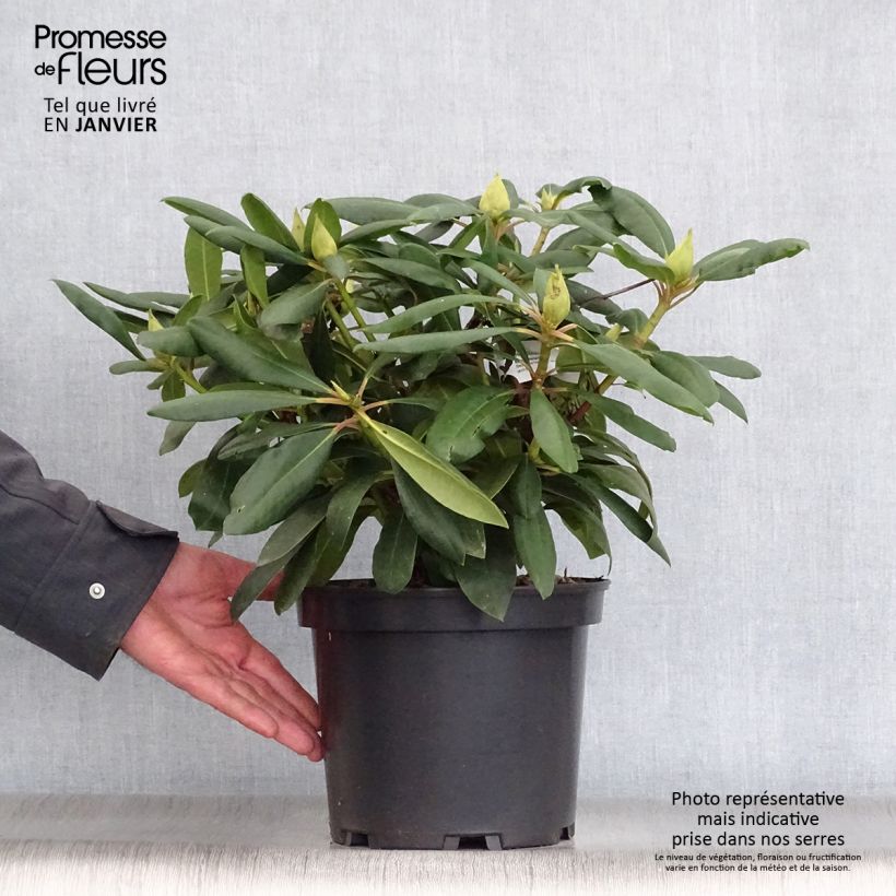 Rhododendron Marcel Ménard  Pot de 4L/5L sample as delivered in winter