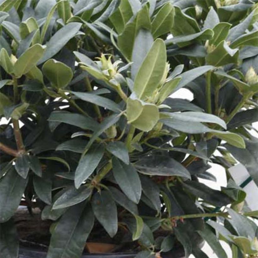 Rhododendron Marie Forte (Foliage)