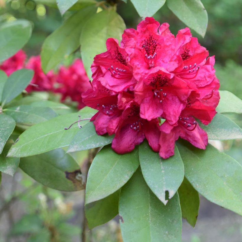 Rhododendron Mosers Maroon (Foliage)