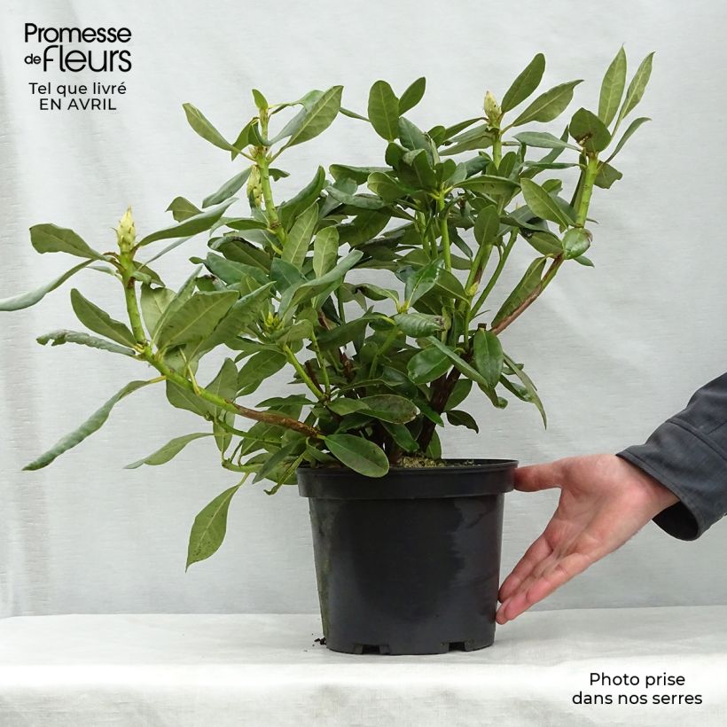 Rhododendron Nova Zembla - Grand Rhododendron Pot de 4L/5L sample as delivered in spring