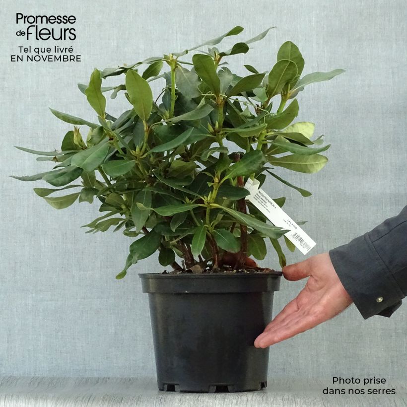 Rhododendron Nova Zembla - Grand Rhododendron Pot de 4L/5L sample as delivered in autumn