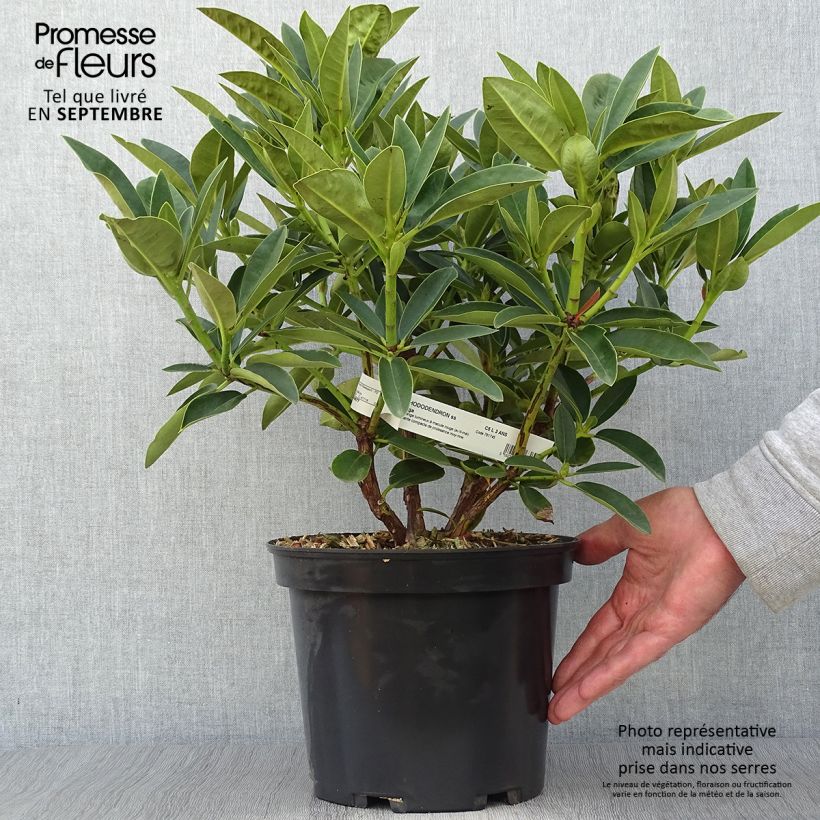 Rhododendron Olga - Grand Rhododendron Pot de 4L/5L sample as delivered in autumn