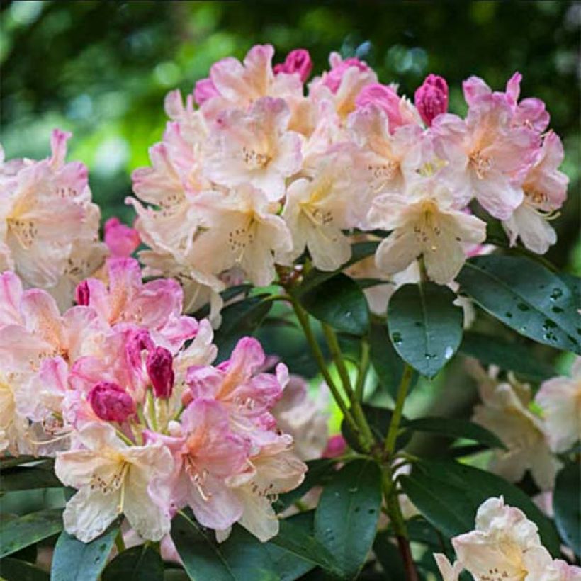 Rhododendron yakushimanum Percy Wiseman (Flowering)