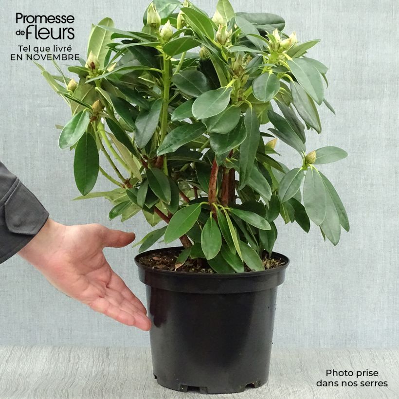 Rhododendron Percy Wiseman - Rhododendron nain  Pot de 3L/4L sample as delivered in autumn