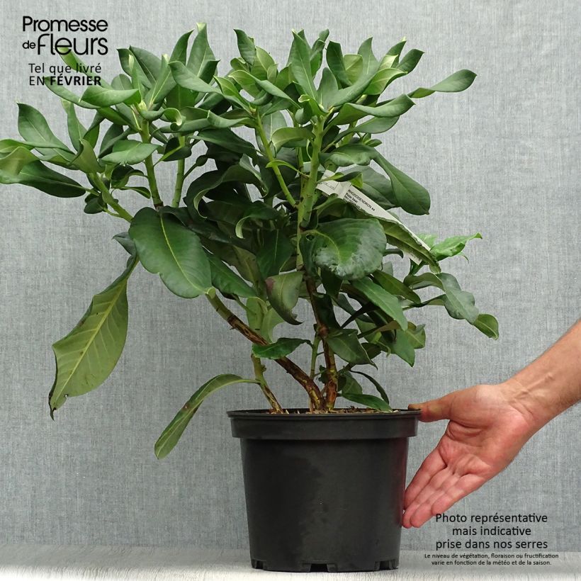 Rhododendron Polar Bear Pot de 4L/5L sample as delivered in autumn