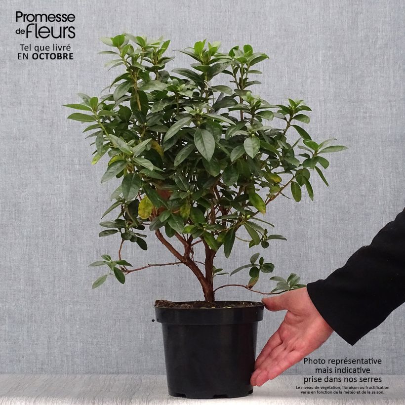 Rhododendron Praecox - Rhododendron nain Pot de 2L/3L sample as delivered in autumn