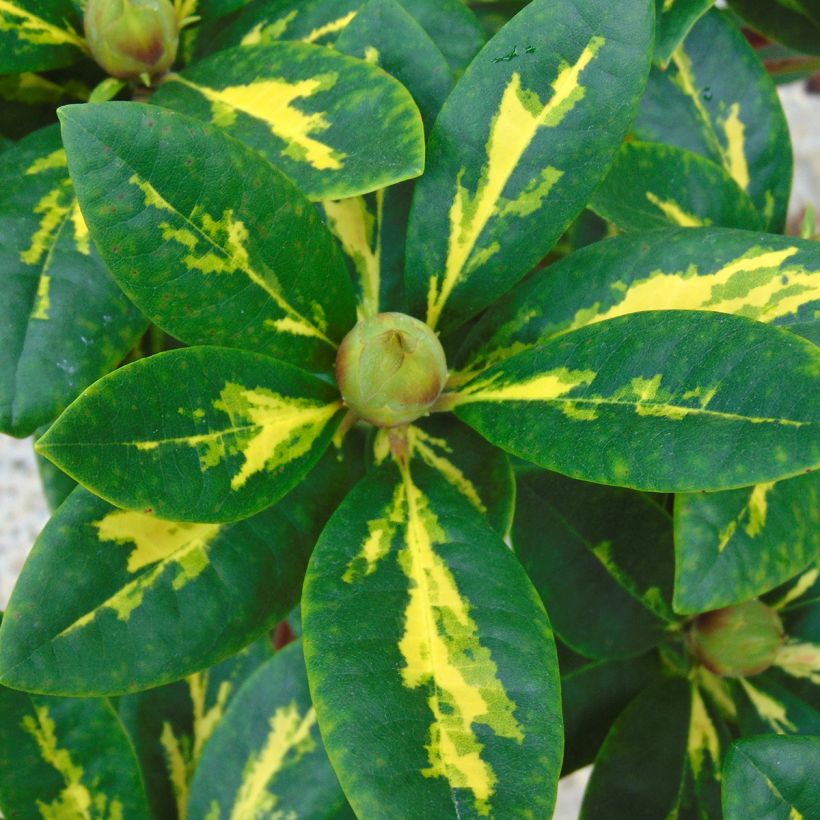 Rhododendron President Roosevelt (Foliage)