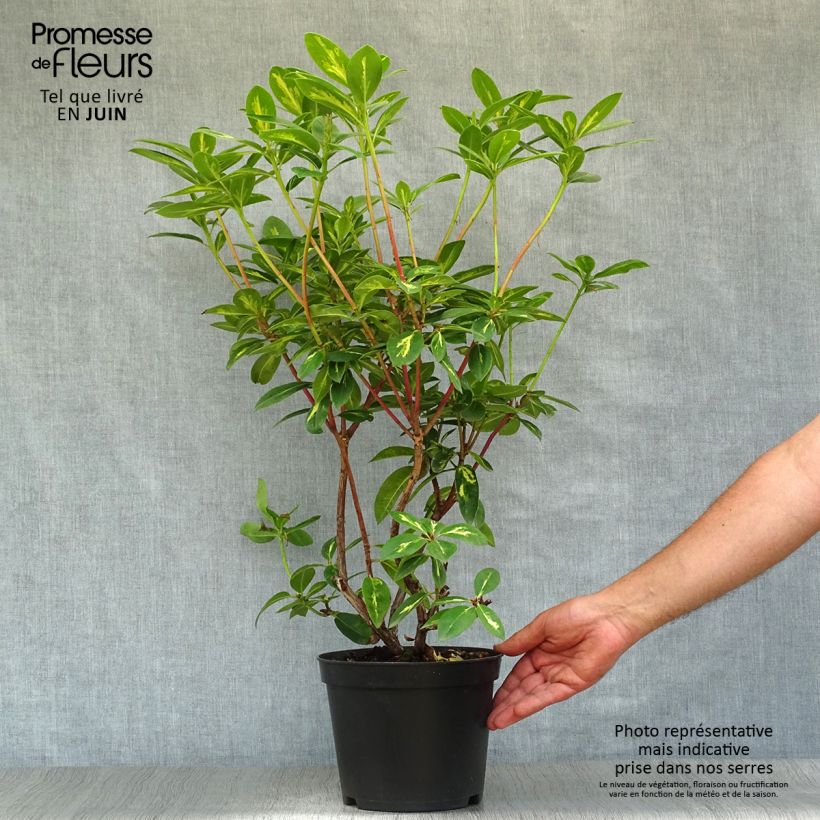 Rhododendron President Roosevelt 4L/5L potShipped height around 40cm sample as delivered in summer