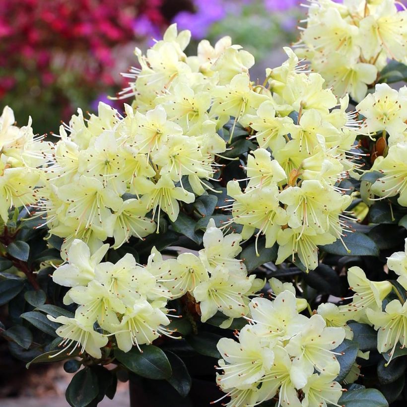 Rhododendron  Princess Anne (Flowering)