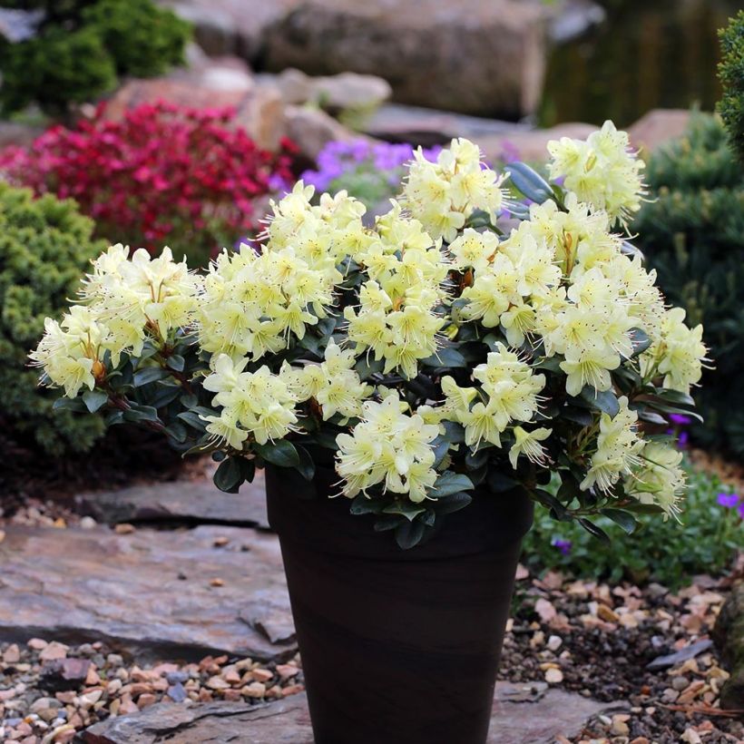 Rhododendron  Princess Anne (Plant habit)