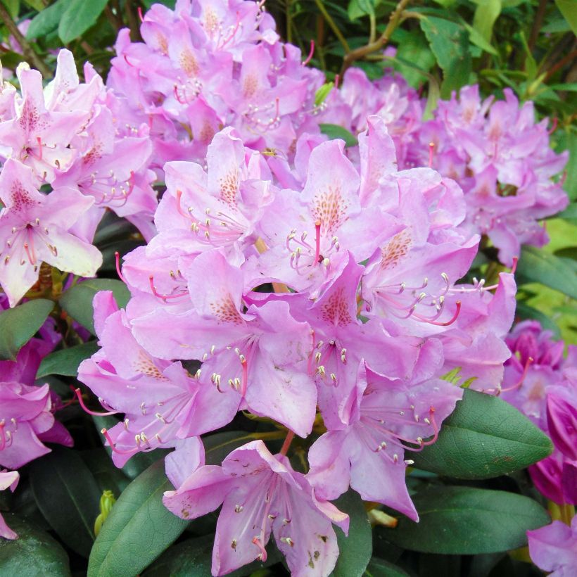Rhododendron catawbiense Roseum Elegans (Flowering)