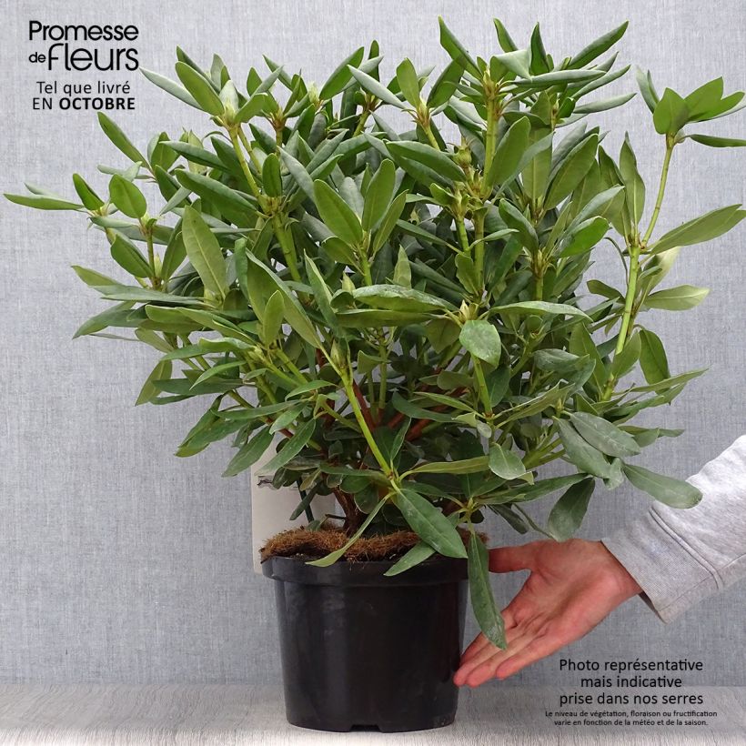 Rhododendron catawbiense Roseum Elegans 4L/5L pot sample as delivered in autumn