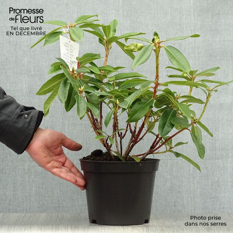 Rhododendron Sappho en pot de 4L/5L sample as delivered in winter