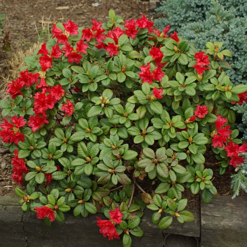Rhododendron Scarlet Wonder (Plant habit)
