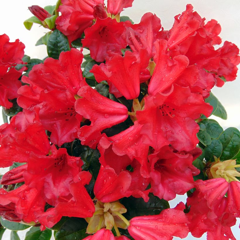 Rhododendron Scarlet Wonder (Flowering)