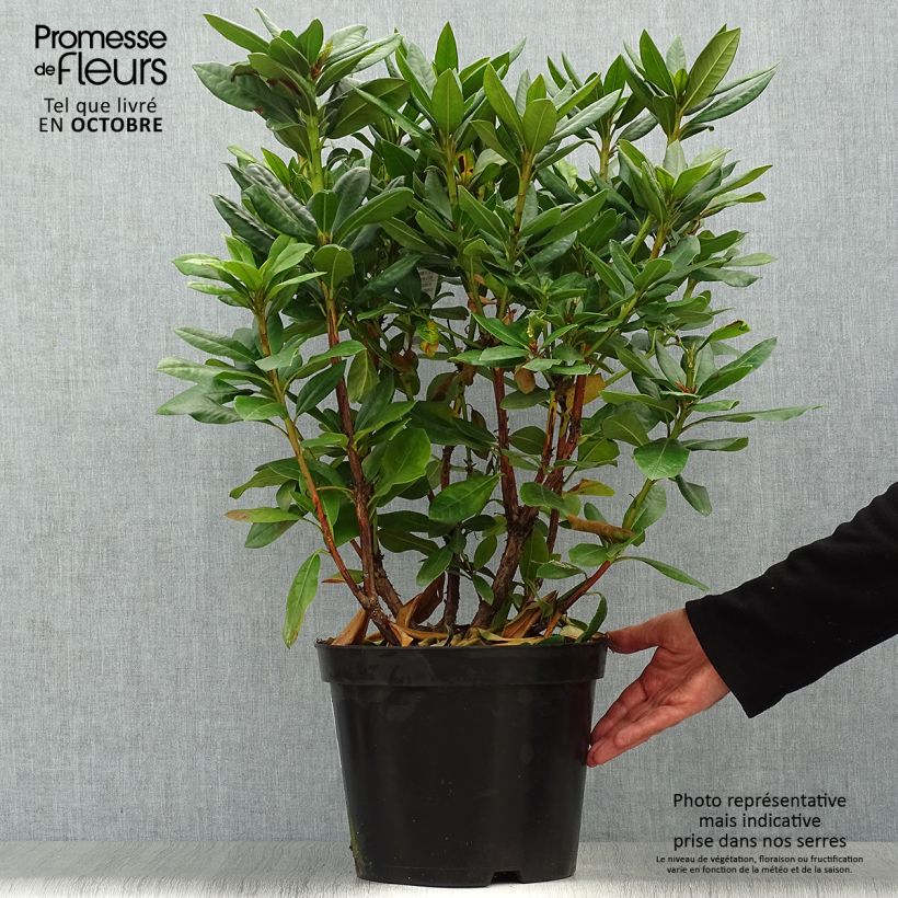 Rhododendron Scarlet Wonder - Rhododendron nain. Pot de 2L/3L sample as delivered in autumn