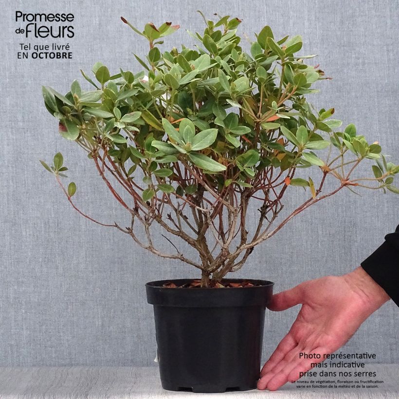 Rhododendron Shamrock - Rhododendron nain Pot de 2L/3L sample as delivered in autumn