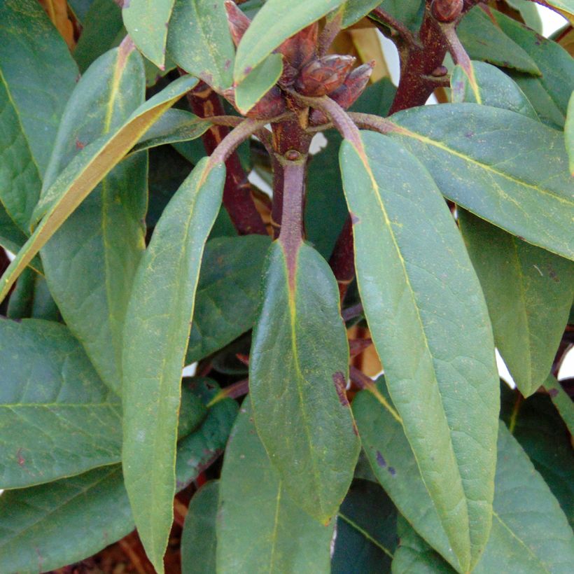 Rhododendron Sir Charles Lemon (Foliage)